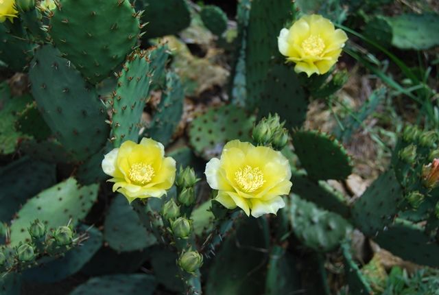  photo cac4_zps3aedf9cb.jpg